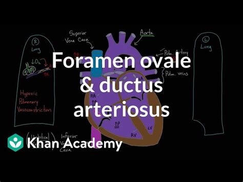 ovale pronunciation|how to say foramen ovale.